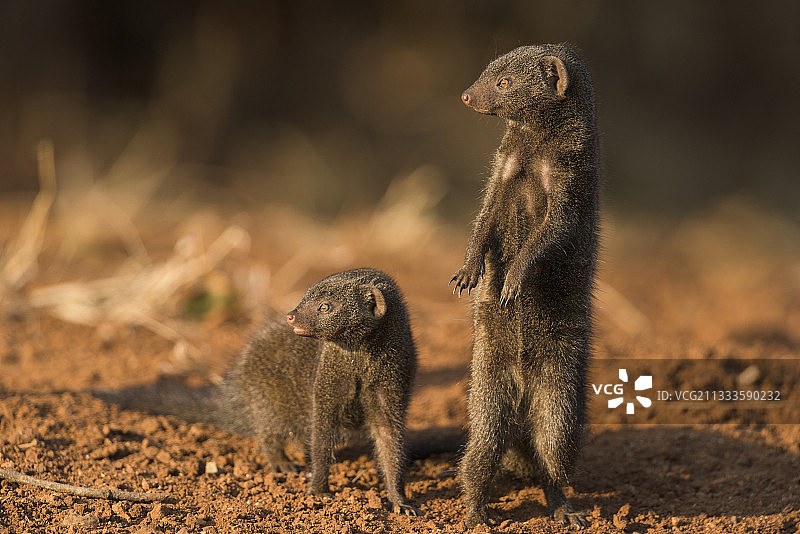 南非克鲁格国家公园的小獴观察图片素材