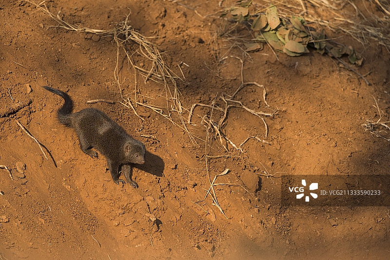 克鲁格国家公园的侏儒獴图片素材