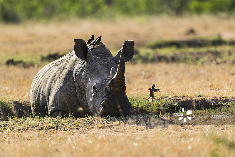 克鲁格国家公园中在泥浴中休息的白犀牛图片素材