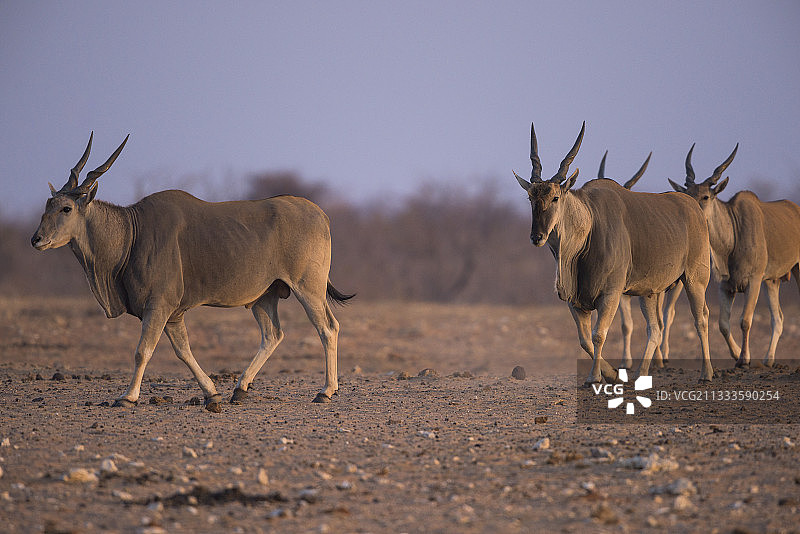 非洲大羚羊，埃托沙国家公园，纳米比亚图片素材