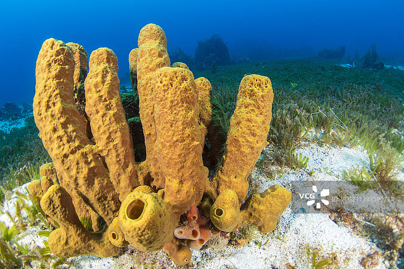 黄色管状海绵和海草，马提尼克岛图片素材