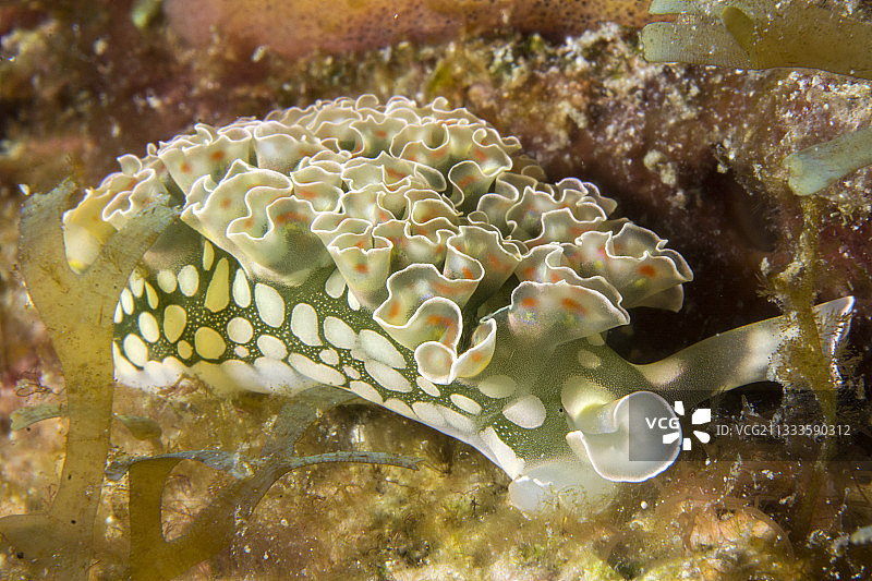 海蛞蝓（Elysia crispata），马提尼克图片素材