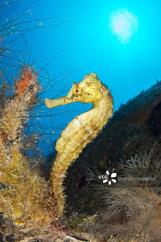 马提尼克岛：长吻海马图片素材