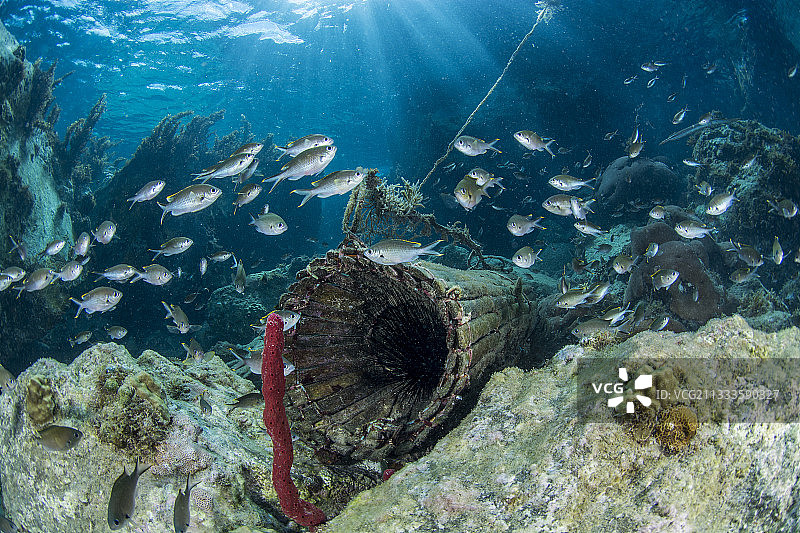 棕色光鳃鱼 (Chromis multilineata) 在马提尼克岛的陷阱上方图片素材