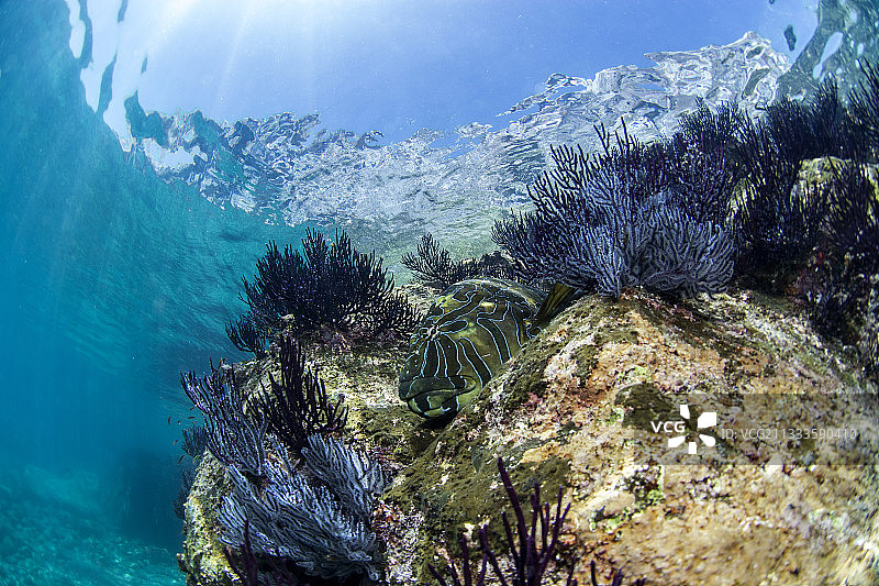 科尔特斯海埃斯皮里图桑托群岛国家公园的巨型鹰鱼和紫色海扇，墨西哥下加利福尼亚图片素材