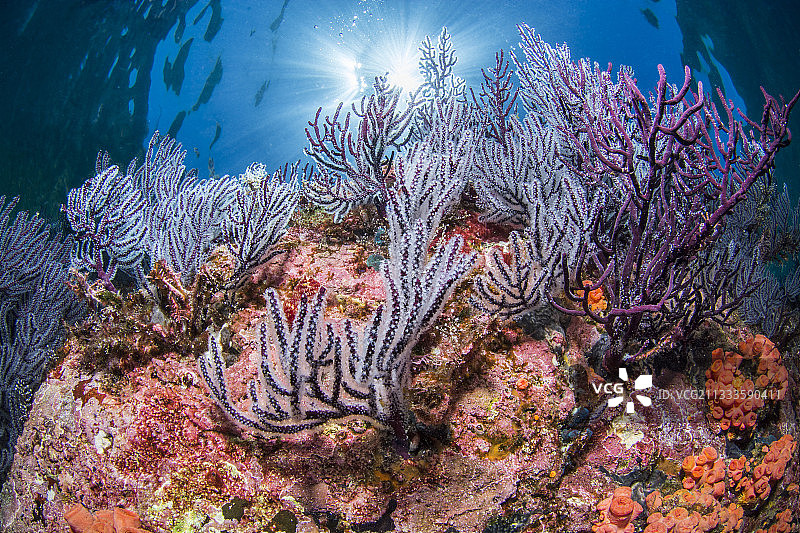 紫色海扇，圣灵群岛国家公园，科尔特斯海，墨西哥下加利福尼亚图片素材