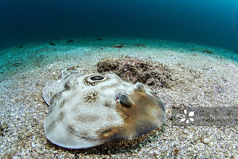 沙地上的眼斑电鳐，圣埃斯皮里图桑托群岛国家公园，科尔特斯海，墨西哥下加利福尼亚州图片素材