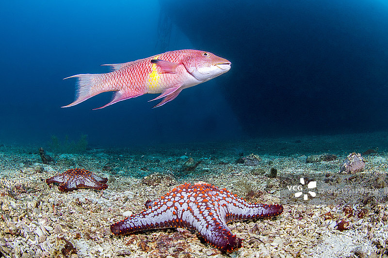 墨西哥猪鱼和帕纳米克海星，圣灵群岛国家公园，科尔特斯海，墨西哥下加利福尼亚图片素材