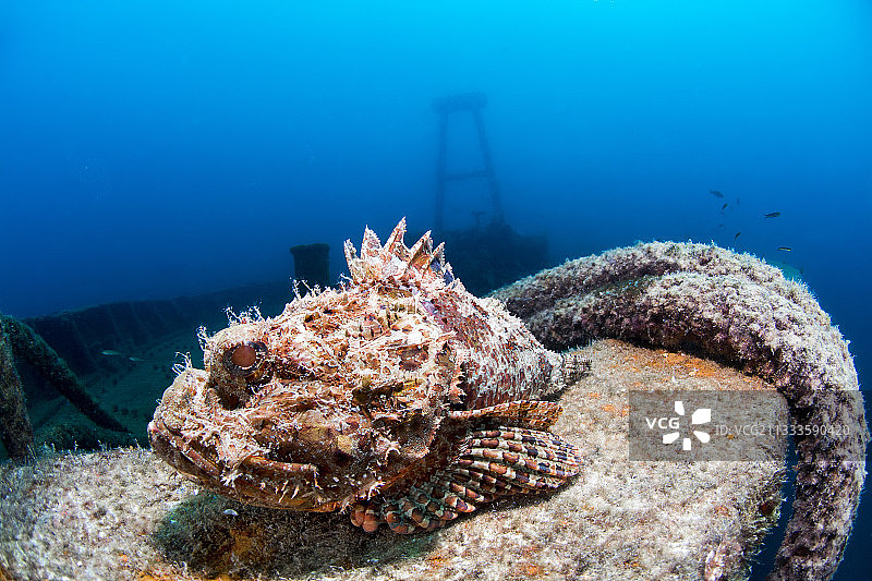 萨尔瓦铁拉号沉船残骸上的蝎子鱼，拉巴斯湾，科尔特斯海，墨西哥下加利福尼亚图片素材