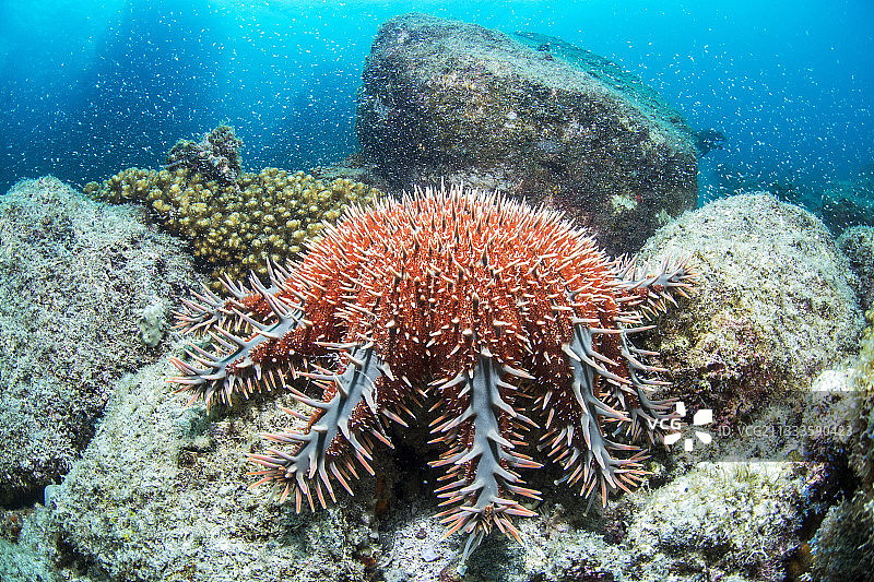 刺冠海星，拉巴斯湾，科尔特斯海，墨西哥下加利福尼亚州图片素材