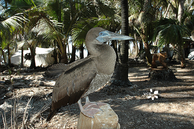 克利珀顿环礁上的红脚鲣鸟图片素材