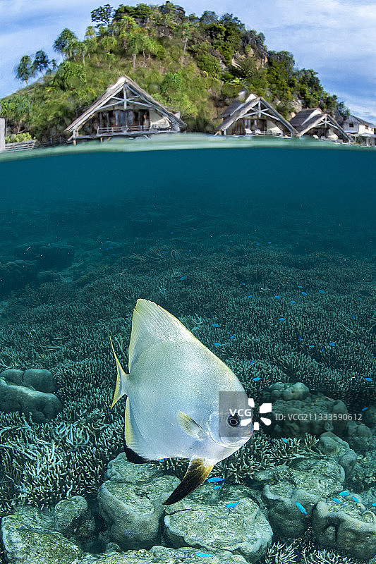 米苏尔生态度假村前的蝙蝠鱼（Platax teira）2.5D水下视角，印度尼西亚拉贾安帕图片素材
