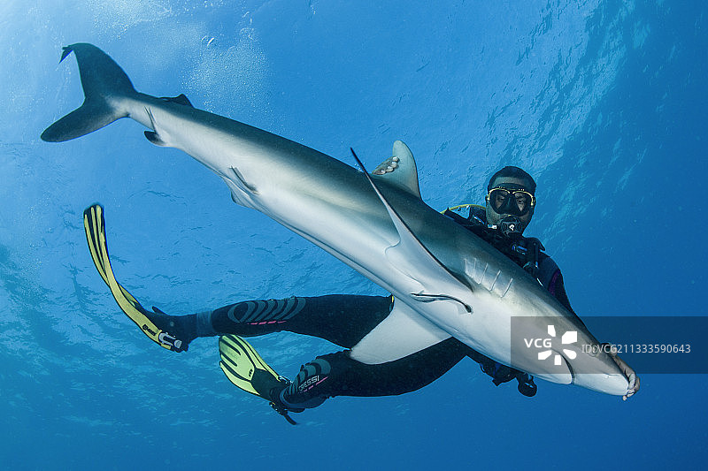 潜水向导在古巴女王花园国家公园手持一条处于强直性静止状态的丝鲨图片素材