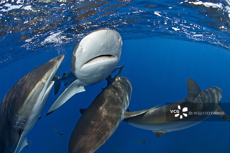 古巴女王花园国家公园水面下的一群丝鲨图片素材