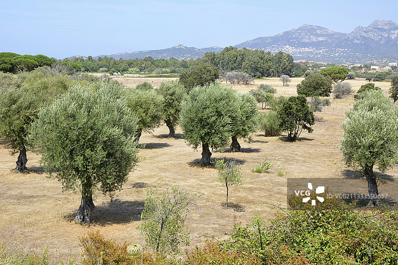 法国科西嘉岛的橄榄树田图片素材