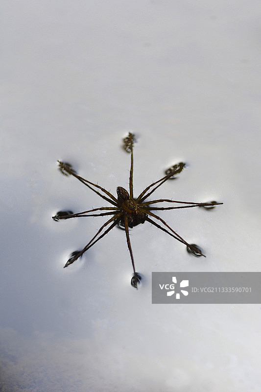 瓜德罗普岛水面上的家蜘蛛图片素材