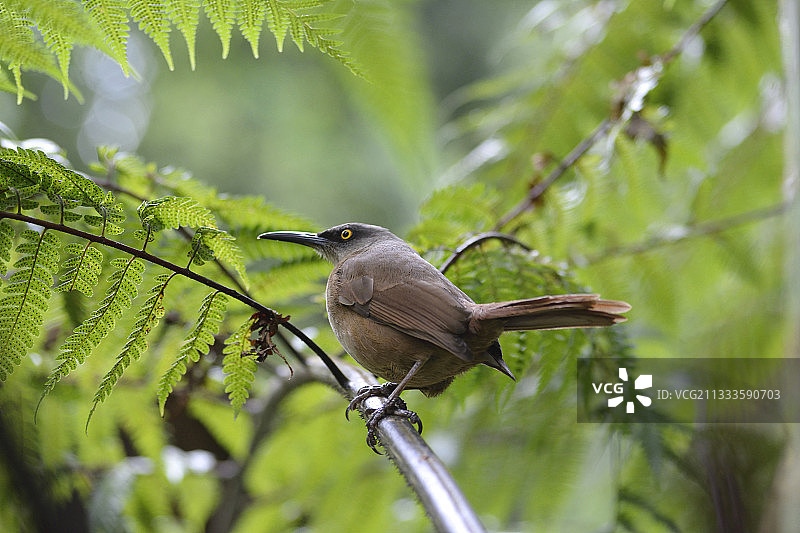 树枝上的棕色颤鸣鸟图片素材