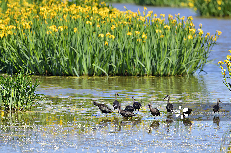 在水中觅食的彩鹮，西班牙图片素材