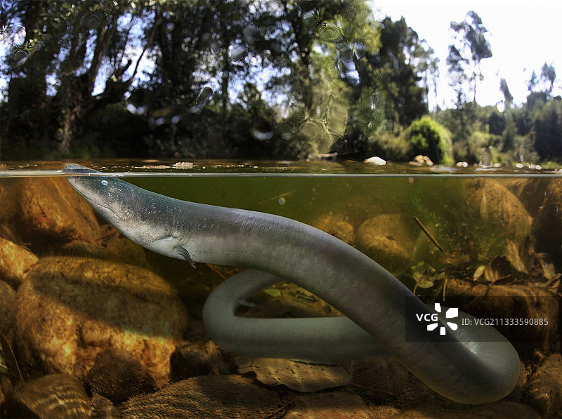 三趾鲵：生活在水下的呼吸过程（美国阿拉巴马州摄影合成图）图片素材
