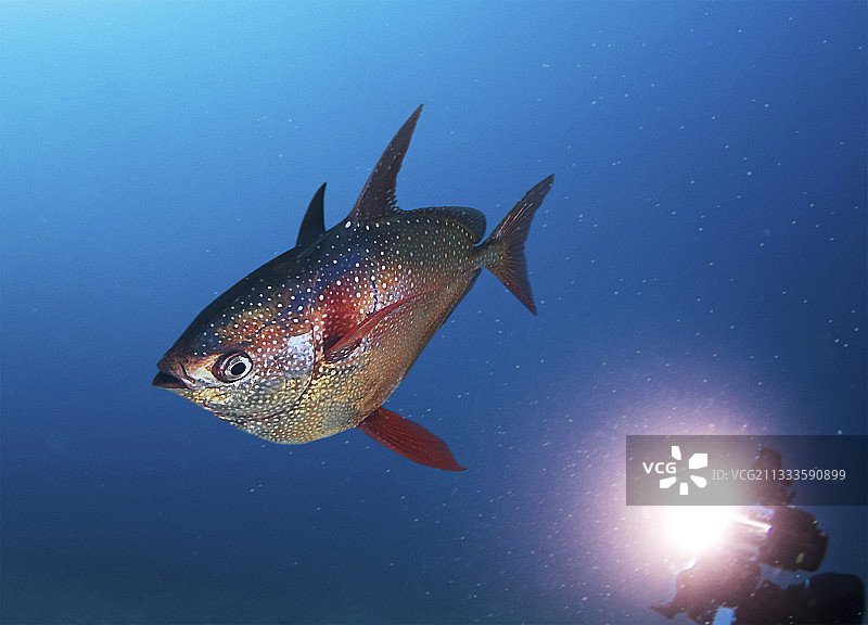潜水员拍摄的月亮鱼，具有全身温血特性图片素材