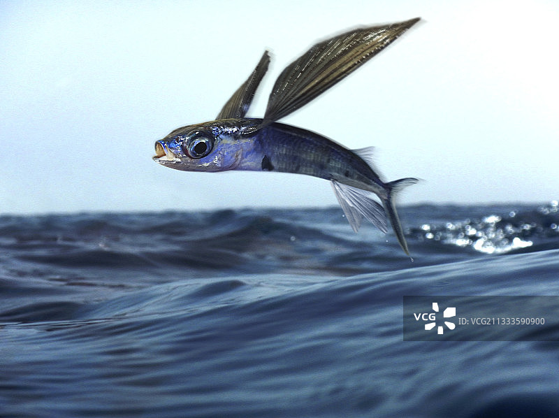 远洋双翼飞鱼，飞行。大西洋特有物种图片素材