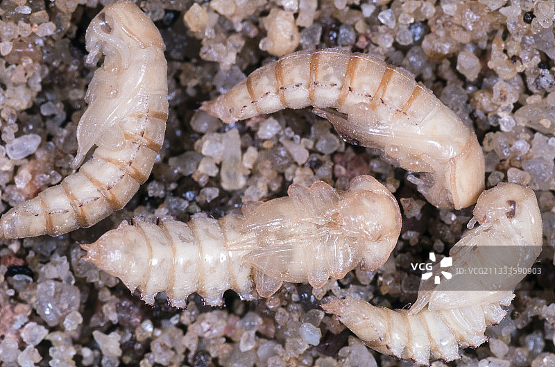 黄粉虫蛹：一种可食用昆虫图片素材