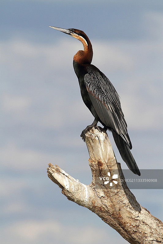 非洲蛇鹈（Anhinga rufa）树枝栖息图，肯尼亚巴林戈湖图片素材