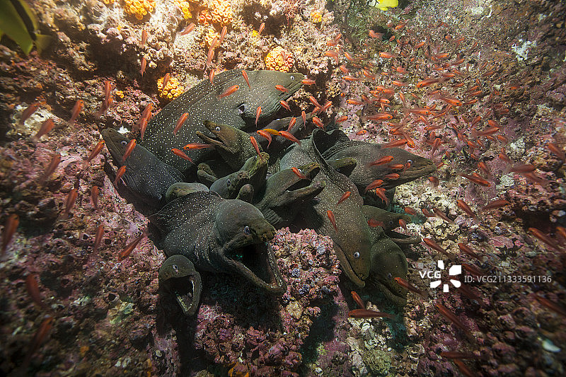 哥伦比亚马尔佩洛岛：花鳗鲡聚集在岩石缝隙中图片素材