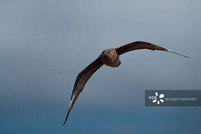 飞行中的贼鸥，挪威图片素材