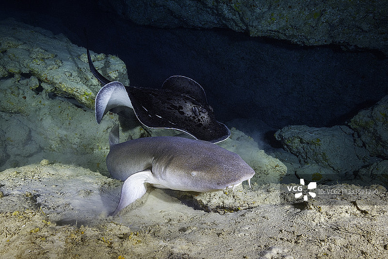 护士鲨(Ginglymostoma cirratum)和豹纹尾魟(Taeniura meyeni)在马约特岛的洞穴入口处图片素材