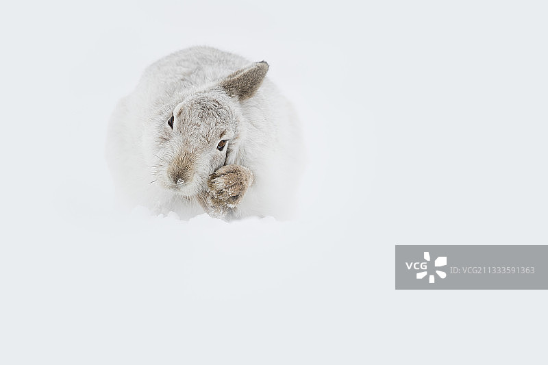 凯恩戈姆山国家公园内冰天雪地里梳洗的山兔图片素材