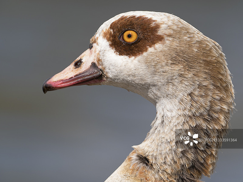 英国峰区国家公园的雄性埃及雁肖像图片素材