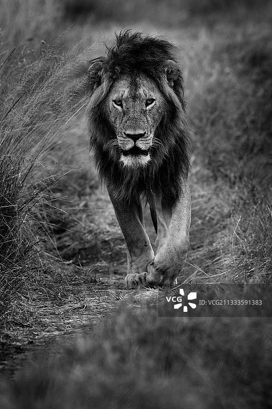 肯尼亚马赛马拉的雄狮图片素材