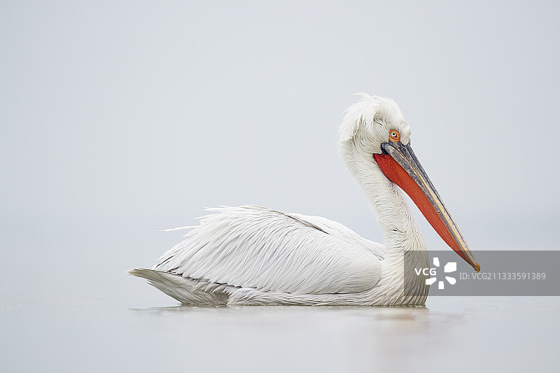 一只达尔马提亚鹈鹕栖息在希腊克基尼湖平静的水面上图片素材