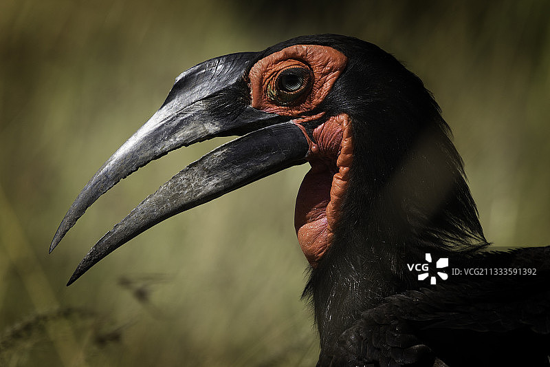 肯尼亚马赛马拉：地犀鸟在草丛中觅食图片素材