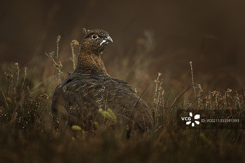 在英国峰区国家公园的石南花丛中休息的红松鸡图片素材