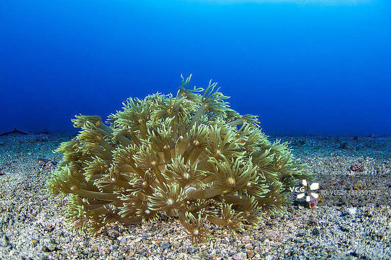 印尼蓝碧海峡底部的绿花盆珊瑚群图片素材