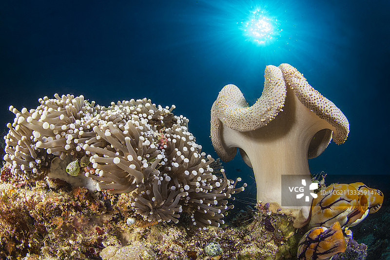 软珊瑚（Sarcophyton sp）和海葵，印尼邦加岛图片素材