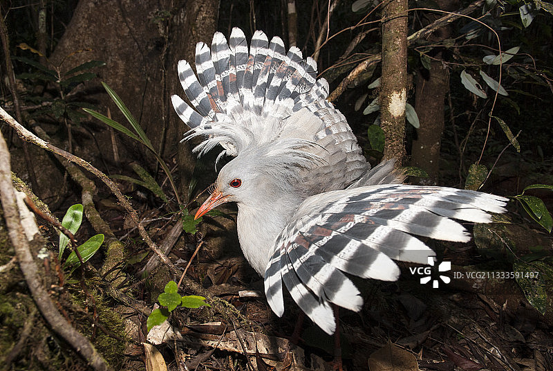 卡古鸟（Rhynochetos jubatus），位于新喀里多尼亚蓝色河流公园的雨林中，呈现恐吓姿势图片素材
