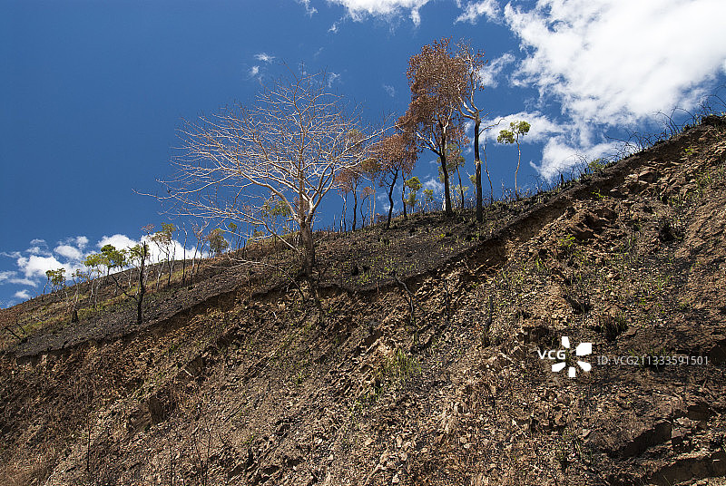 新喀里多尼亚北部省份戈哈平部落的白千层稀树草原和火灾后的土壤侵蚀图片素材