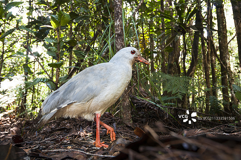 卡古鸟（Rhynochetos jubatus），在新喀里多尼亚蓝河公园的雨林地面上图片素材