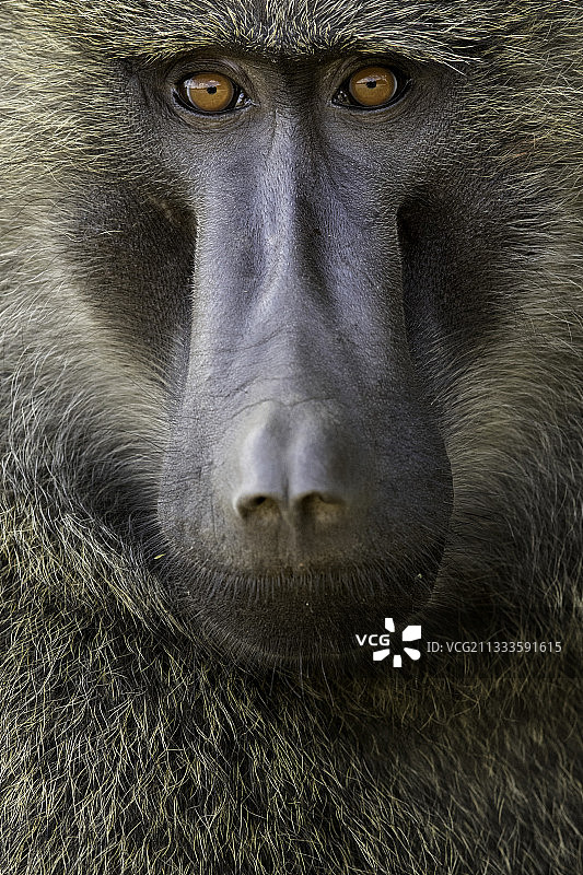 非洲乌干达路边阴凉处休息的阿拉伯狒狒图片素材