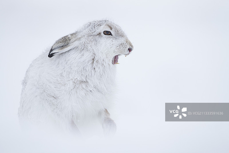 山兔在雪地里梳理毛发图片素材