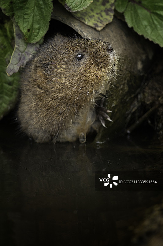 英国峰区国家公园附近的水鼠图片素材