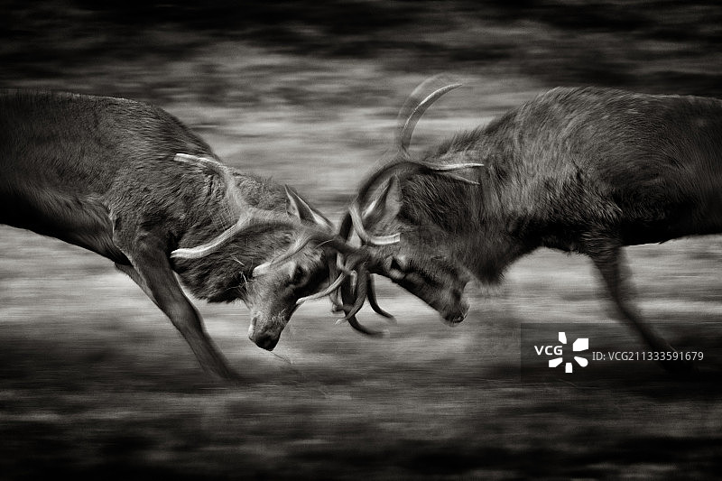 两只大型马鹿在英国峰区国家公园年度发情期中发生冲突图片素材