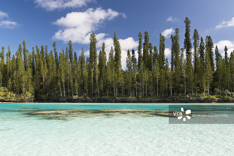 天然水池和库克松（柱状南洋杉），地方特有物种，松树岛，新喀里多尼亚图片素材