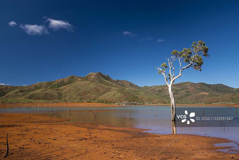 蓝河公园水中白千层，新喀里多尼亚图片素材