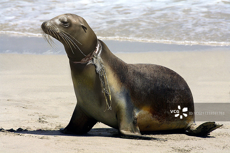 颈部缠绕尼龙绳导致深度伤口的加州海狮图片素材