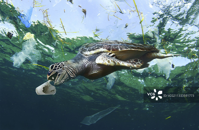 海龟正在吃洗涤剂泡沫杯，泰国 - 合成图像图片素材