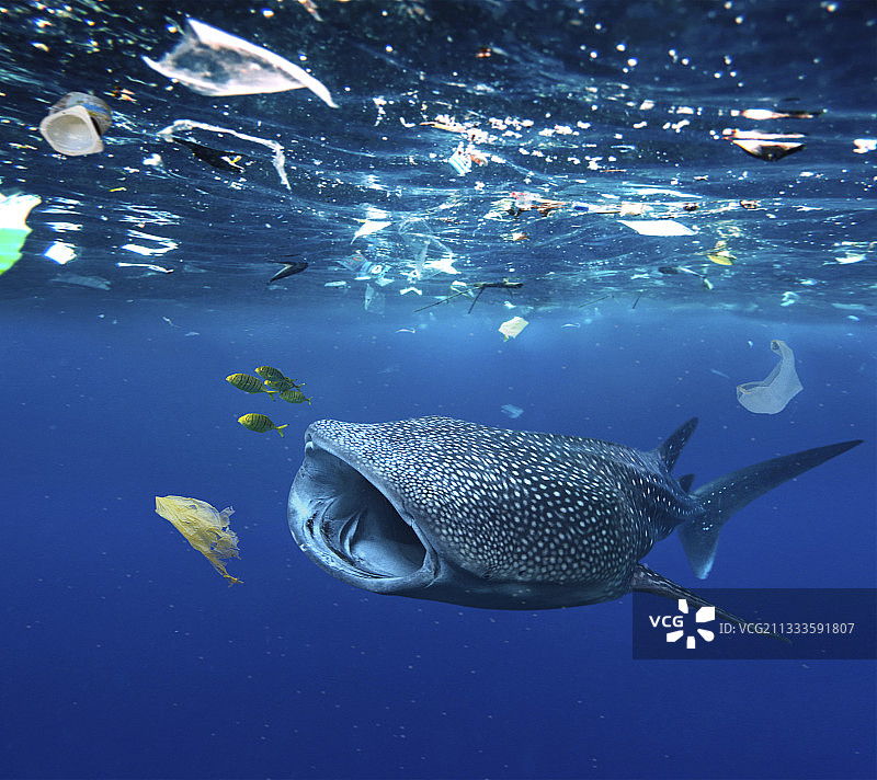 鲸鲨（Rhincodon typus）在塑料袋和其他塑料垃圾中觅食，泰国 - 合成图像图片素材